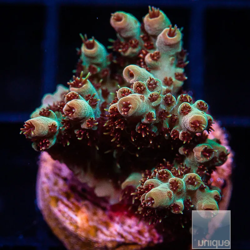 Acropora sp. Red Polyp Hyacinthus- WYSIWYG Frag SPS